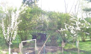 plum trees